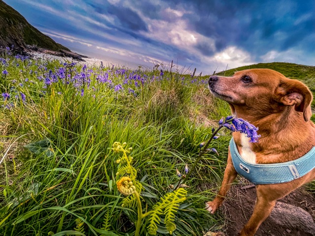 Spaziergang am Castle Point Caravan Park