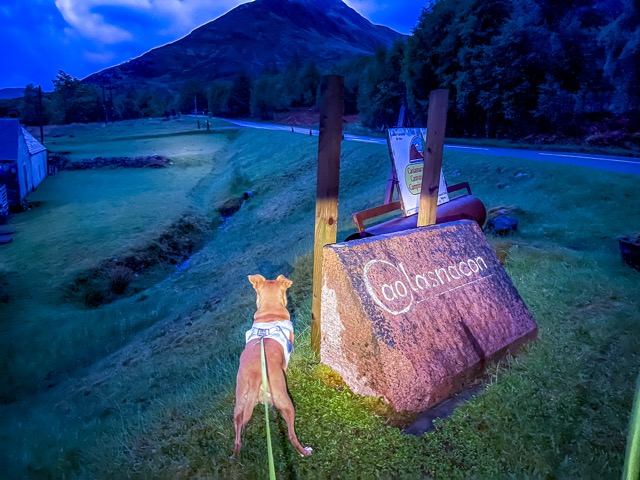 Hirsche im Caolasnacon Caravan & Camping Park 