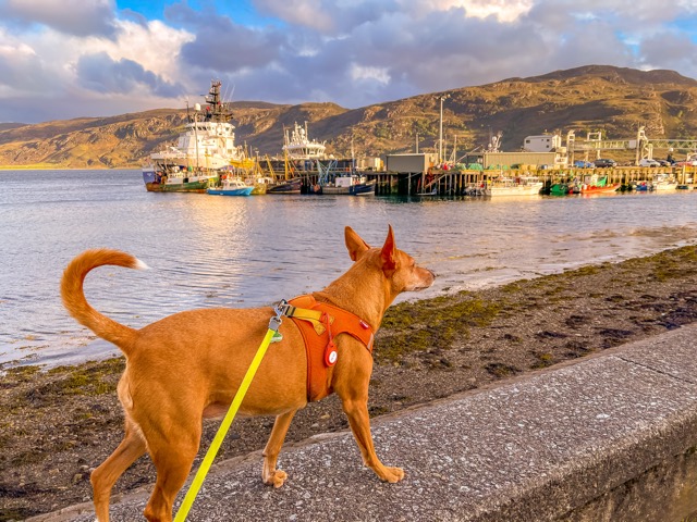 Momo in Ullapool