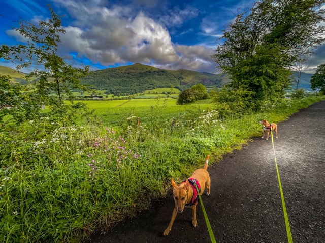 Spaziergang im südlicheren Tekl Schottlands (in der Nähe von Callander)