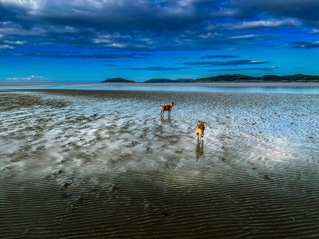 Der Strand am Castle Point Caravan Park bei Ebbe